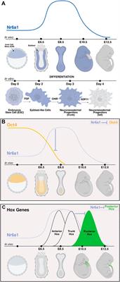 The expanding roles of Nr6a1 in development and evolution